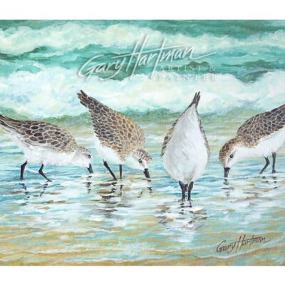 Sand Pipers on the Beach (Closeup)